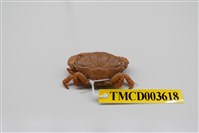 藏品(黑點皺蟹)的圖片